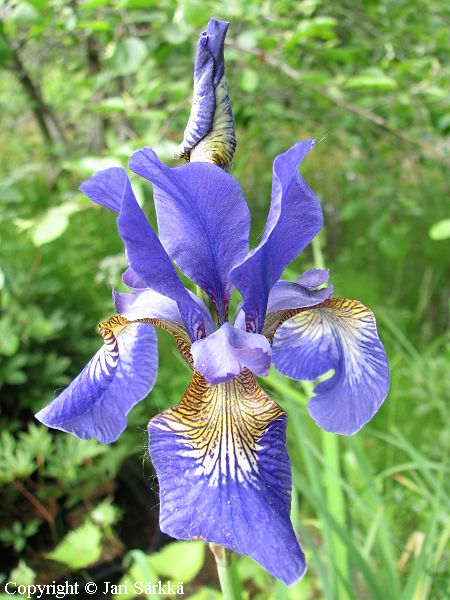 Iris sibirica 'Julius', siperiankurjenmiekka